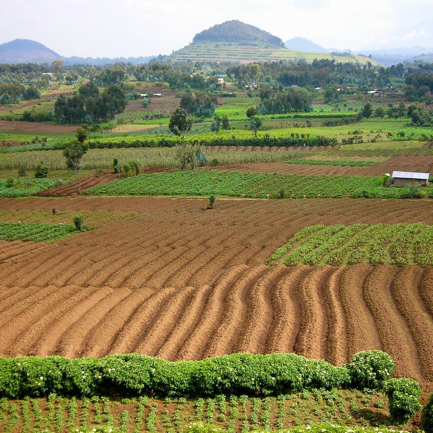 Rich volcanic soils of highland northwest Rwanda around Mudende and Mugongo on the slops of the Virunga Mountains which includes some still active volcanoes. Note in the distance several extinct cinder cones topped with planted eucalyptus forest for firewood. The intermediate fields have been labored by hand with hoes--very backbreaking work--to plant potatoes which is now the principal food crop of this very densely settled area within northwest Rwanda. This part of Africa along the Great Western rift Valley overlooks Lake Kivu and other "great lakes" of Central Africa. and is about 7-8000 feet in altitude above most mosquitoes which transmit malaria as well. Nearby is the entrance to Volcanoes National Park where the last remnants of the Mountain gorilla are to be found; it is very close to where the three countries of Uganda, Rwanda and the Democratic Republic of Congo meet.